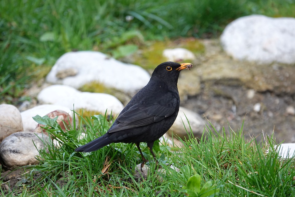 Que nous présage le vol des oiseaux?