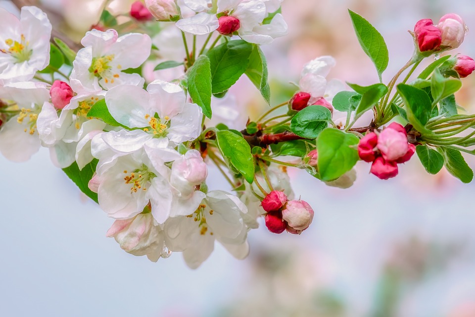 Pourquoi les fleurs dans la décoration ?