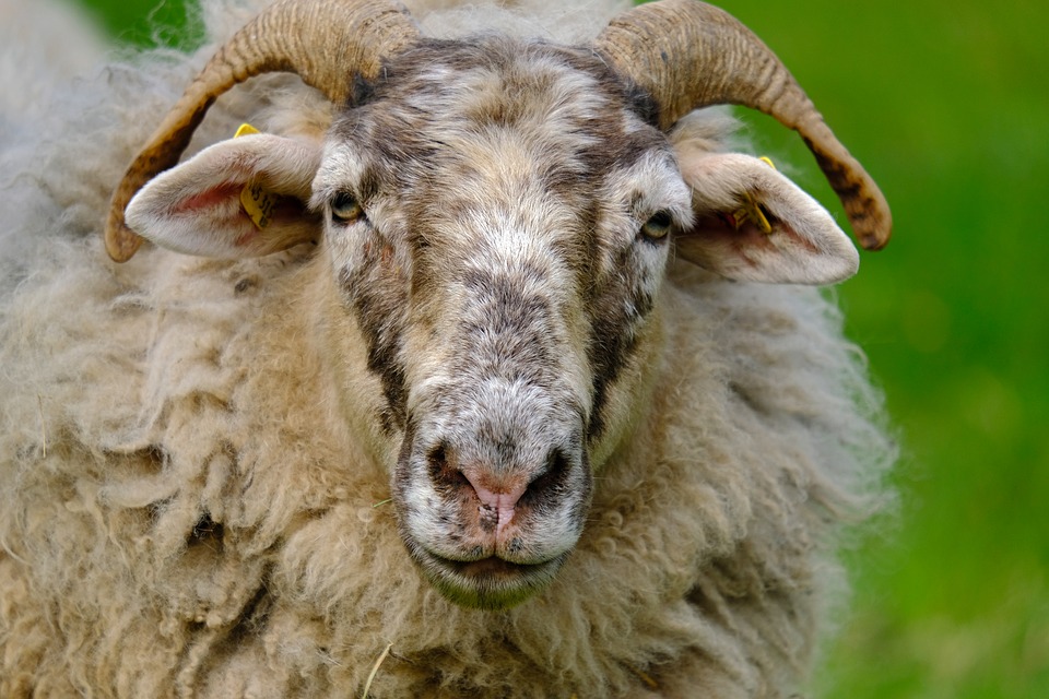 laine de mouton