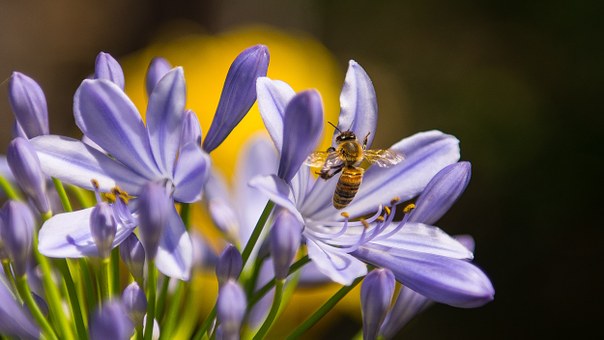 Comment se débarrasser des guêpes naturellement?