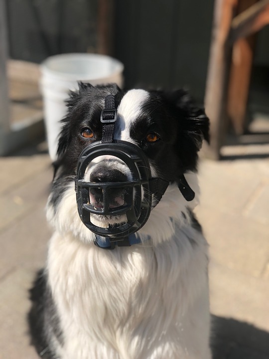 Comment arriver à parfaire le dressage de son chien de maison ?